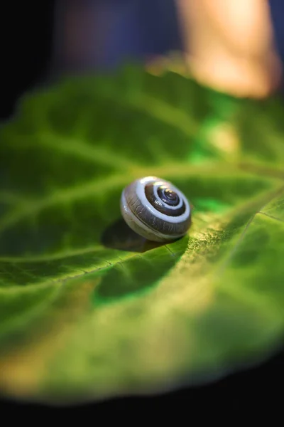 Pequeño caracol en una hoja verde, brote de cerca —  Fotos de Stock