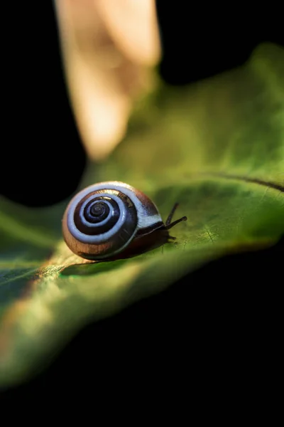 푸른 잎 위에 작은 달팽이, 가까이 촬영 — 스톡 사진