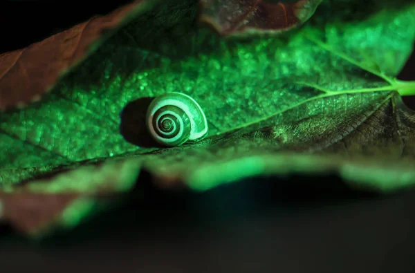 Malý šnek na zeleném listu, zblízka střílet — Stock fotografie