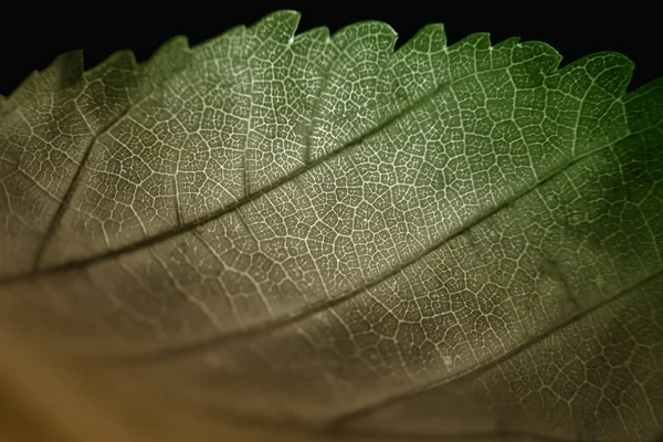 Krásný pestrobarevný podzimní list v parku. — Stock fotografie