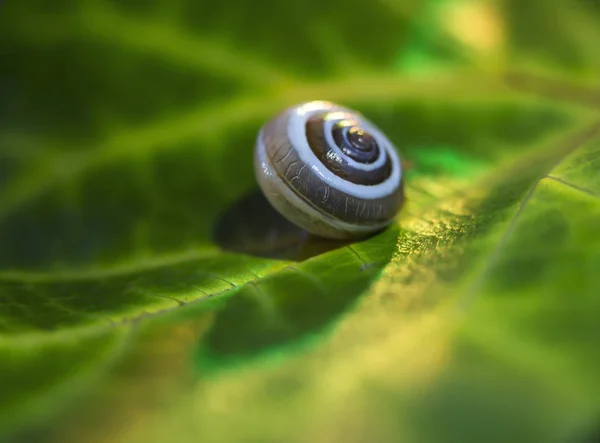 Pequeño caracol en una hoja verde, brote de cerca —  Fotos de Stock