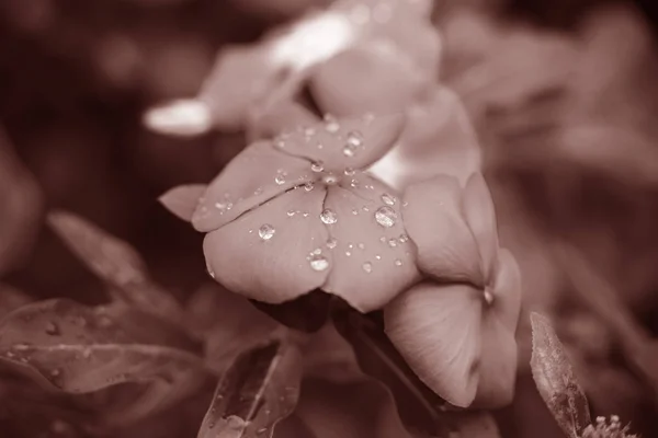 Een close-up van waterdruppels op bloemblaadjes — Stockfoto