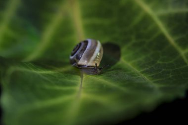 Yeşil yapraklı küçük bir salyangoz, yakın çekim.