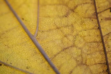 Parkta parlak, parlak bir sonbahar yaprağı.
