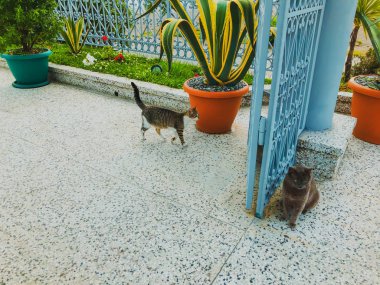 Gri ve beyaz benekli güzel kedi büyük kapının yakınındaki bir avluda yürüyor. Deniz kenarında güneşli bir gün