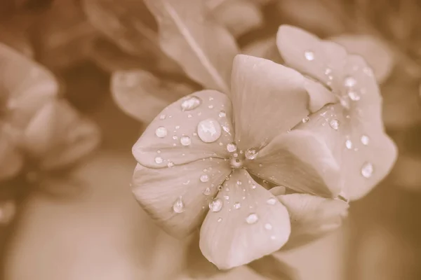 Eine Nahaufnahme von Wassertropfen auf Blütenblättern — Stockfoto