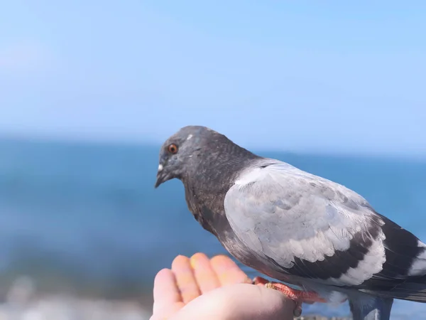 Divocí holubi u moře, člověk krmí holuby na azurovém skalnatém břehu moře. Slunečné podzimní počasí na moři — Stock fotografie
