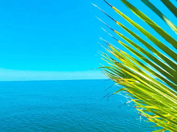 Branche de palmier contre la vue sur la belle mer. Journée ensoleillée d'été, ciel bleu, fond d'eau — Photo