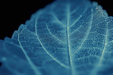 Parkta parlak, parlak bir sonbahar yaprağı.