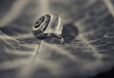 Düşen renk yaprağındaki küçük salyangoz, yakın çekim.