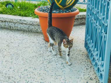 Gri ve beyaz benekli güzel kedi büyük kapının yakınındaki bir avluda yürüyor. Deniz kenarında güneşli bir gün