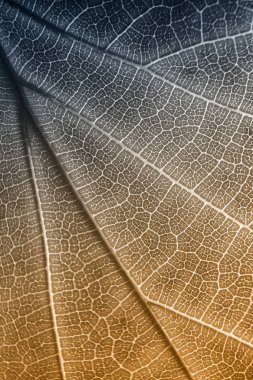 Parkta parlak, parlak bir sonbahar yaprağı.