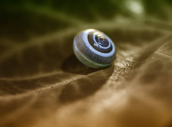 Pequeño caracol en una hoja verde, primer plano disparo —  Fotos de Stock