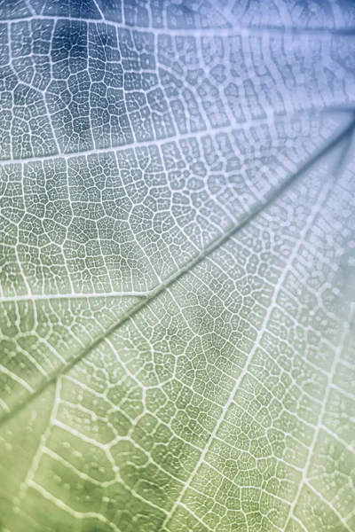 공원에 있는 아름다운 화려 한 단풍 잎. — 스톡 사진