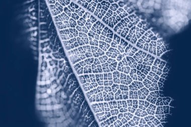 Parkta parlak, parlak bir sonbahar yaprağı.