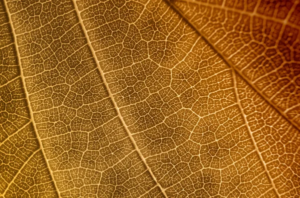 Belle feuille d'automne colorée et lumineuse dans le parc . — Photo