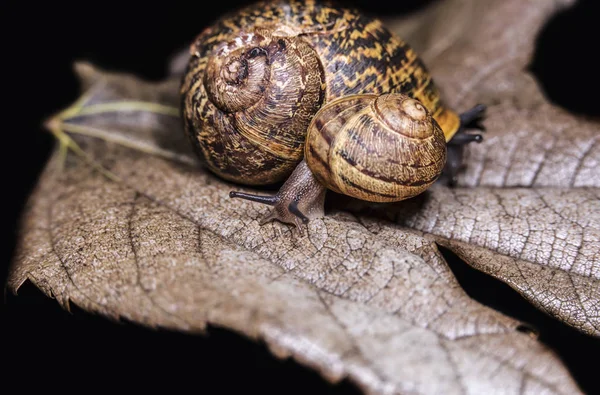 Grote slak op een droge, mooie heldere kleurrijke herfstblad, close-up schot — Stockfoto