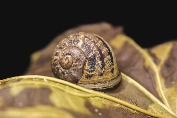 Caracol grande en una hoja de otoño seco, hermoso brillante y colorido, primer plano disparo —  Fotos de Stock