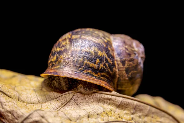 Gros escargot sur une feuille d'automne sèche, belle et colorée, gros plan — Photo