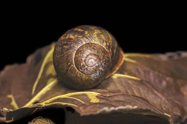 Caracol grande en una hoja de otoño seco, hermoso brillante y colorido, primer plano disparo —  Fotos de Stock