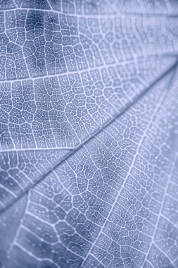 Parkta parlak, parlak bir sonbahar yaprağı.