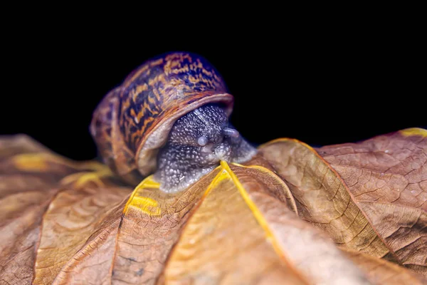 Velký slimák na suchém, krásném, pestrobarevném podzimním listu, zblízka záběr — Stock fotografie