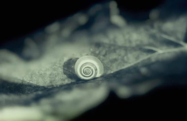 Pequeno caracol em uma folha colorida, close-up atirar — Fotografia de Stock