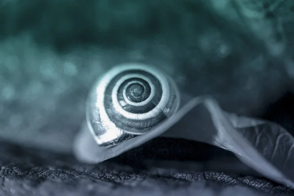 Little snail on a colored leaf, close up shoot — Stock Photo, Image