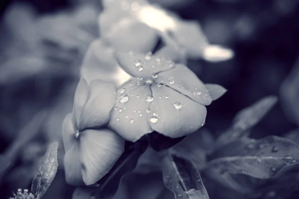 꽃잎 위에 떨어지는 물방울을 가까이 서 본 모습 — 스톡 사진