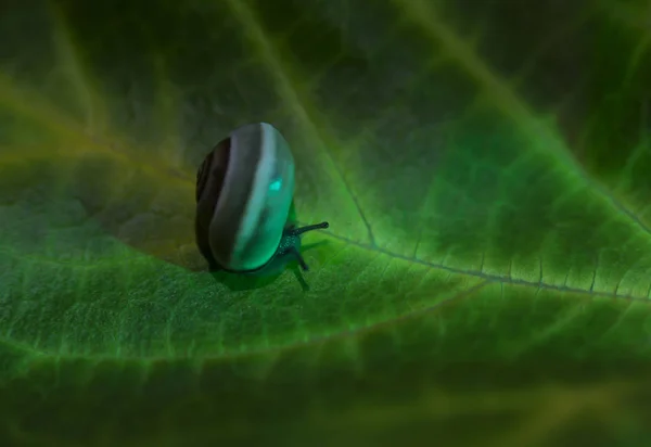 Маленький равлик на зеленому листі, крупним планом — стокове фото