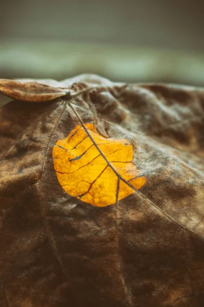 Beautiful bright colorful autumn leaf in the park — ストック写真