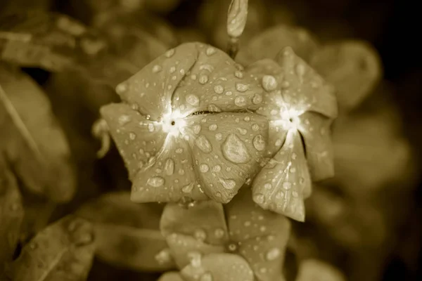 Uma visão de perto de gotas de água em pétalas de flor — Fotografia de Stock