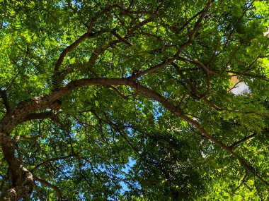 Gökyüzüne karşı yeşil bir ağaç. Mavi gökyüzüne karşı bir ağacın tacı