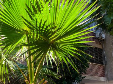 Palmiye yaprakları yakın. Palmiye dalları. Tropikal yaprakların doğal dokusu.