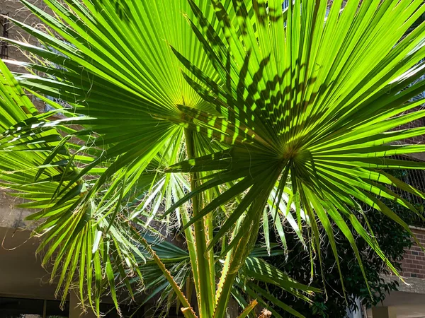 Bladeren van palmbomen sluiten elkaar op. Palmtakken. Natuurlijke textuur van tropische bladeren. — Stockfoto