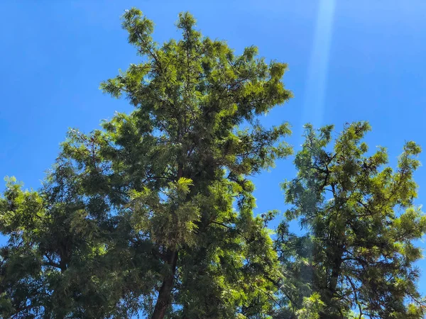 Un árbol verde contra el cielo. Corona de un árbol contra el cielo azul —  Fotos de Stock