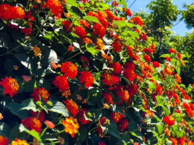 Rishon Le Zion şehrinde parlak ve güzel çiçekler
