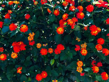 Rishon Le Zion şehrinde parlak ve güzel çiçekler