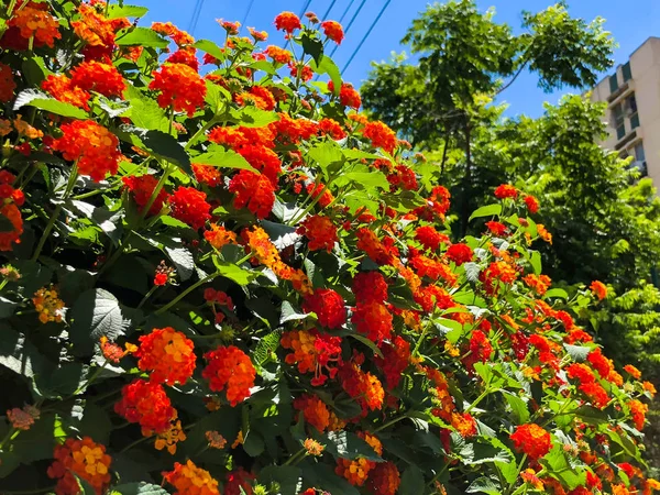 Flores brilhantes e bonitas na cidade de Rishon Le Zion — Fotografia de Stock