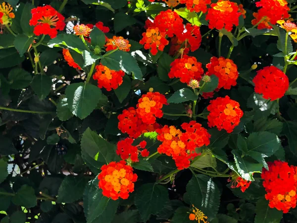 Flores brilhantes e bonitas na cidade de Rishon Le Zion — Fotografia de Stock