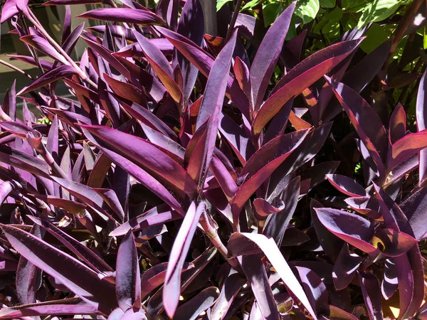 Bright shrub leaves texture. Front view of the bush. Bright green texture — Stock Photo, Image