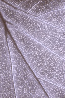 Parkta parlak, parlak bir sonbahar yaprağı.