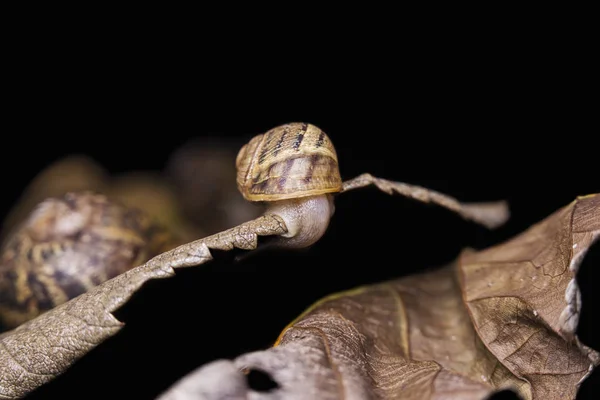 Caracoles grandes y pequeños sobre una hoja de otoño seca, hermosa y colorida, de cerca —  Fotos de Stock