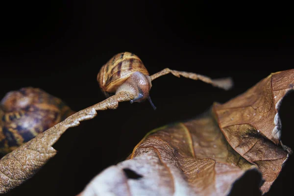 Petits et grands escargots sur une belle feuille d'automne sèche et colorée, plan rapproché — Photo