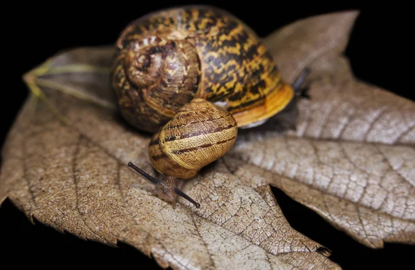 Caracoles grandes y pequeños sobre una hoja de otoño seca, hermosa y colorida, de cerca —  Fotos de Stock