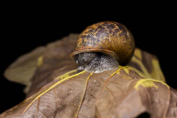 Gros escargot sur une feuille d'automne sèche, belle et colorée, gros plan — Photo