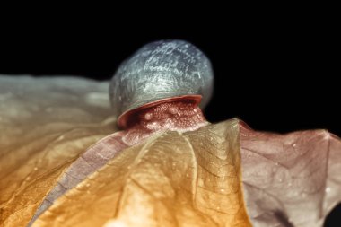 Büyük salyangoz kuru, güzel parlak renkli sonbahar yaprağında, yakın çekim