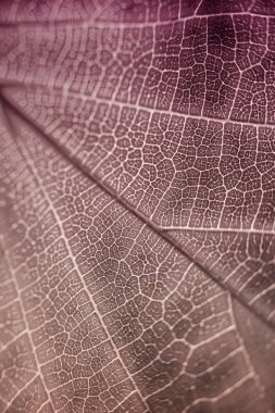 Parkta parlak, parlak bir sonbahar yaprağı.