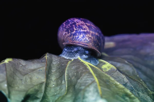 Große Schnecke auf einem trockenen, schönen leuchtend bunten Herbstblatt, Nahaufnahme — Stockfoto