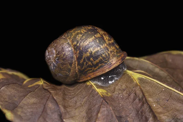 Caracol grande en una hoja de otoño seco, hermoso brillante y colorido, primer plano disparo —  Fotos de Stock